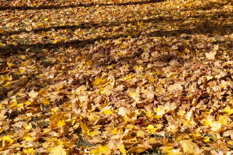 Prevention of Pest Habitat